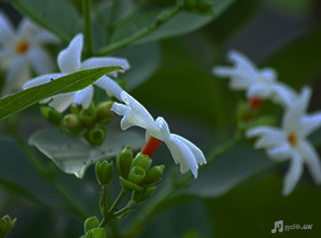 Karunarathna Diulgane – Sepalika